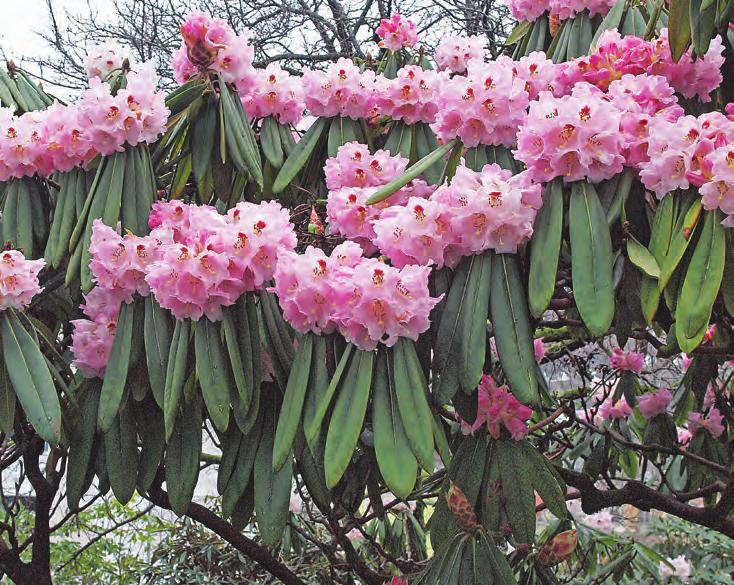 Fortunea: Rhododendron calophytum, en form med rosa blomster i Muséhagen, Bergen sentrum ( foto: Per H. Salvesen 07.04.2011). Rh. decorum Franch.