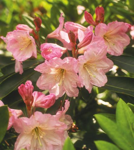 Fortunea: Rhododendron decorum ssp. cordatum i artssamlingen, Arboretet på Milde (Z-2006.64, C&H 7132, foto: Terhi Pousi 21.05.2009).