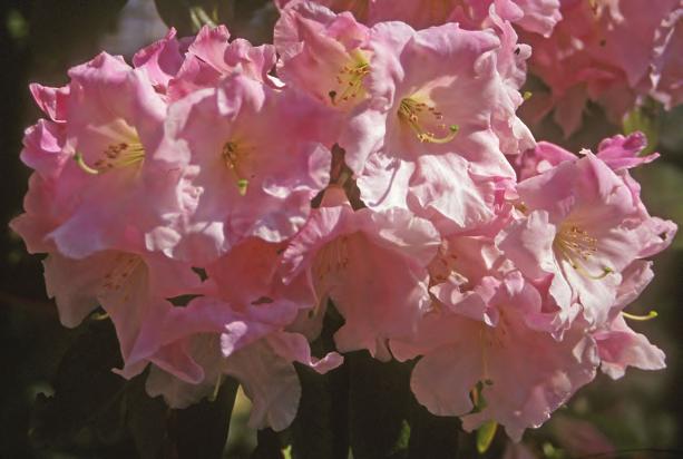 Fortunea: Rhododendron fortunei ssp. discolor i artssamlingen, Arboretet på Milde (U-1973.697, foto: Terhi Pousi 26.06. 2007).