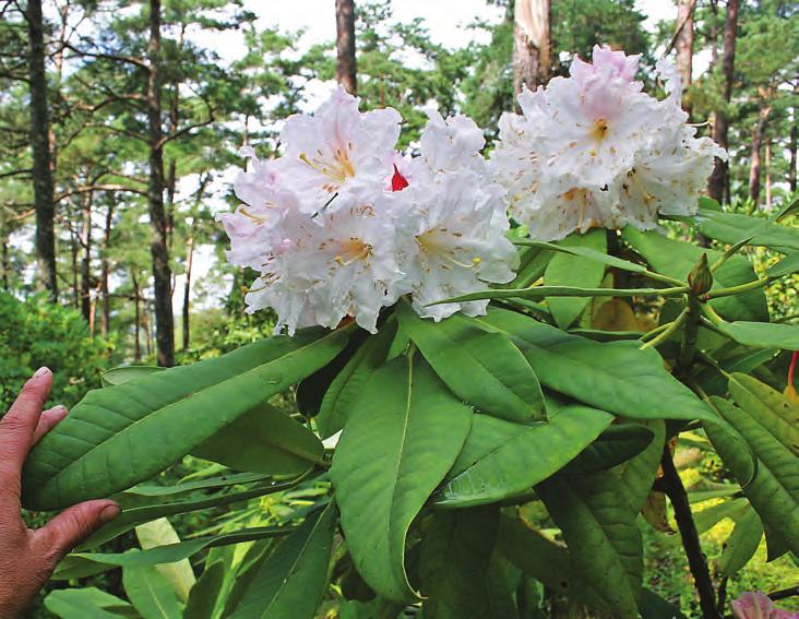 Fortunea: Rhododendron glanduliferum i artssamlingen, Arboretet på Milde (W-1999.203, C&H 7131, foto: Terhi Pousi 23.07.2009).