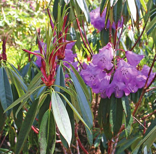 Fortunea: Rhododendron huianum i artssamlingen, Arboretet på Milde (W-1999.165, C&H 7073, foto: Terhi Pousi 12.05.2009). Rh. maoerense Fang & Li er nok en lite kjent art som hører hjemme i nærheten av Rh.