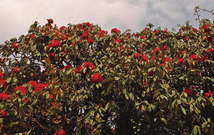 Erfaringer fra artssamlingen av Rhododendron i Det norske arboret, Milde.