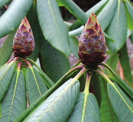 Fortunea: Knopper av Rhododendron maoerense i artssamlingen, Arboretet på Milde (G-2006.89, foto: Terhi Pousi 27.04.2012). Rh. orbiculare Decne.