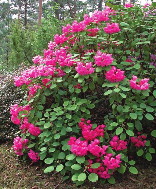 Den er godt hardfør under våre forhold, hvilket er bra siden den har spesielle rosa, klokkeformete blomster som nærmest dekker busken hver vår.