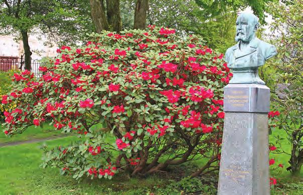 Rhododendron 'Hilario Lund' (Rh. orbiculare haematodes) ved Armauer Hansens byste i Muséhagen ( foto: Terhi Pousi 25.05.2005).