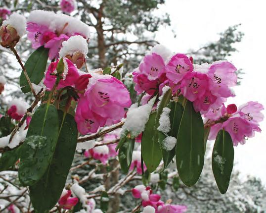 haematodes og ble døpt til Hilario Lund ved hagens 100-års jubileum til minne om mannen som donerte midlene til dens opprettelse. Rh. oreodoxa Franch.