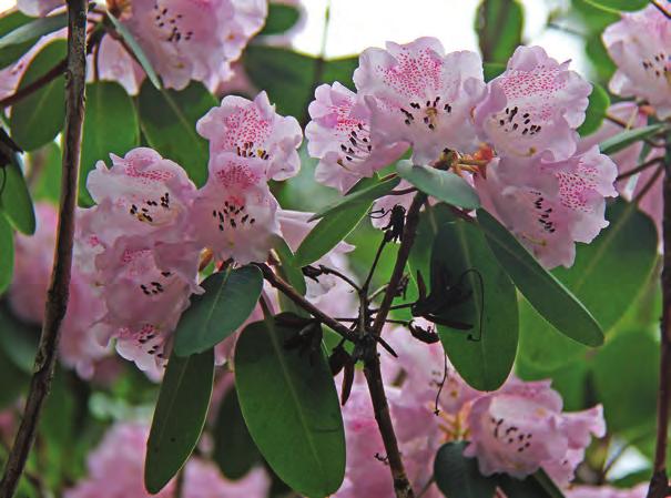 Fortunea: Rhododendron oreodoxa var. fargesii i artssamlingen, Arboretet på Milde (U-1985.150, foto: Terhi Pousi 25.04.2011).