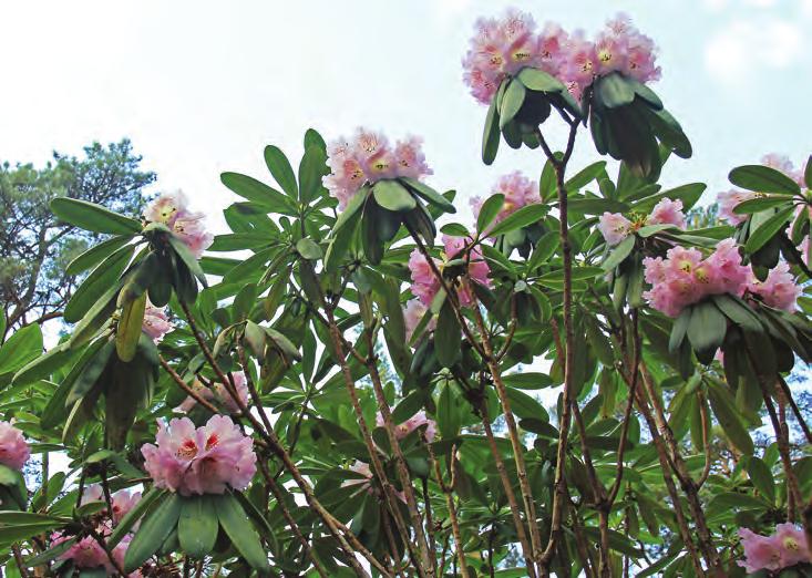 Fortunea: Rhododendron sutchuenense var. giraldii (G-1972.113, nede t.v.) og Rh. sutchuenense (G- 1972.9113, t.h.) i artssamlingen, Arboretet på Milde ( foto: Terhi Pousi 26.04.2011). Rh. sutchuenense Franch.