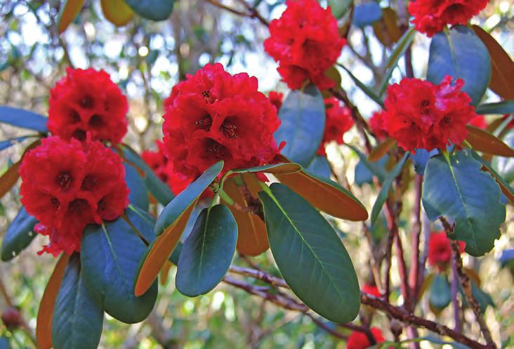 Fulgensia: Rhododendron fulgens i artssamlingen, Arboretet på Milde (W-1986.28, McBeath 1236, foto: Terhi Pousi 03.04.2012). Subsect.