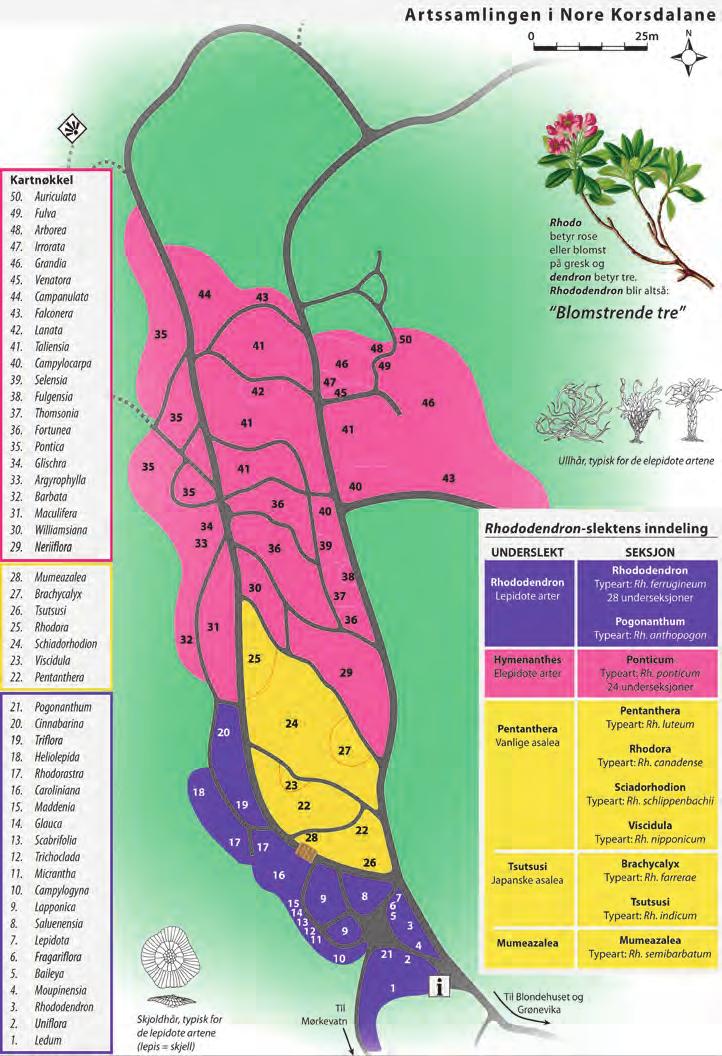 Kart over artssamlingen av Rhododendron i Nore Korsdalane i Arboretet på Milde ("Rhododendronskogen").