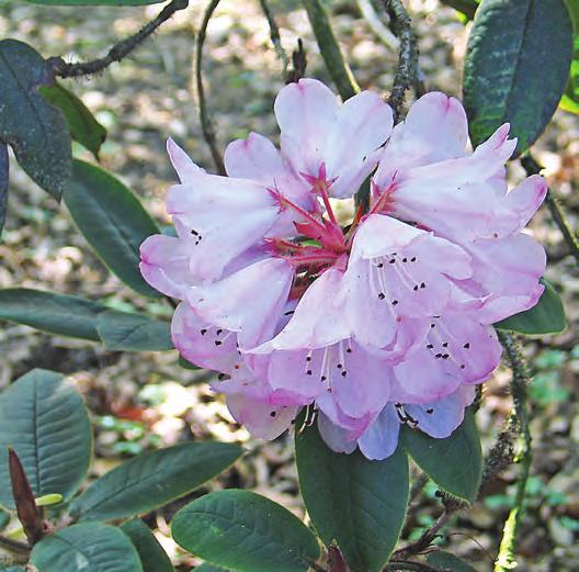 Glischra: Rhododendron crinigerum i Muséhagen, Bergen sentrum ( foto: Per M. Jørgensen). India.