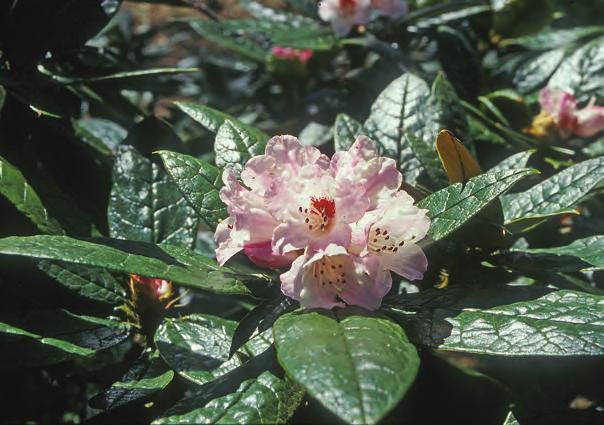 W. Smith er en sjelden art fra grensetraktene mellom Yunnan og Burma på 2700-3400 m, og er dessverre vanskelig å lykkes med hos oss, først og fremst fordi den krever svært god drenering.