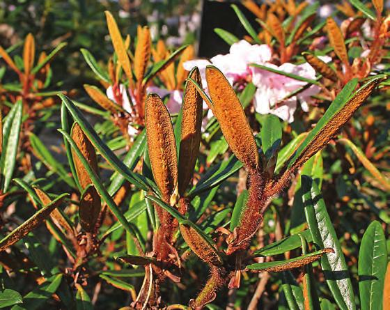 Glischra: Rhododendron recurvoides i artssamlingen, Arboretet på Milde (G-1997.206, foto: Terhi Pousi 22.04.2009). Rh. recurvoides Tagg & Kingdon Ward er en merkelig plante som bare er kjent fra typeinnsamlingen (KW 7184) i Øvre Burma på 3300 m.