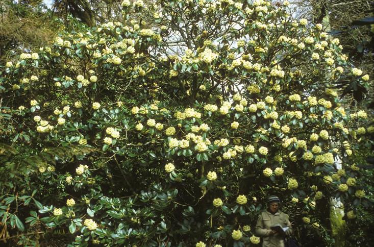 Grandia: Rhododendron macabeanum i Brodick Gardens på øya Aran i Skottland. Forfatteren (190 cm) i ull-lue nederst th. er målestokk ( foto: Gerd Jørgensen). Rh. macabeanum Balf. fil.