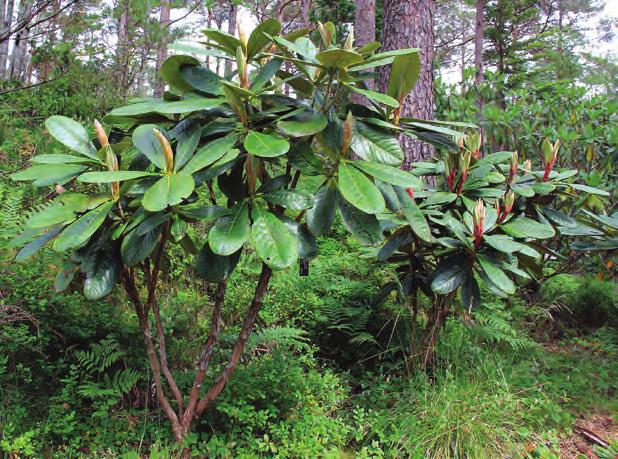 Grandia: Rhododendron montroseanum i fotografens hage på Lepsøy i Os ( foto: Jan Rune Hesjedal 01.04.2007). fra nærmere 3800 m på Mt.