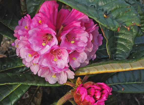 montroseanum Davidian er en staselig plante med rosa blomster og vakre glinsende blad med tydelige nerver og sølvglinsende underside.