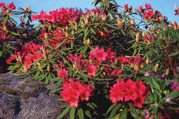 Griersoniana: Rhododendron griersonianum i fotografens hage på Lepsøy i Os ( foto: Jan Rune Hesjedal 01.06.2009). Subsect.