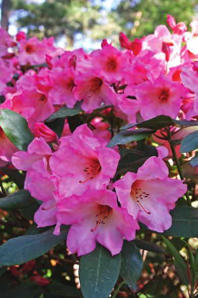 auriculatum, men hele planten er totalt annerledes, en lav busk med sterkt håret vekst og røde blomster, så noe nært slektskap slik det har vært antydet tidligere, er der neppe. Rh.