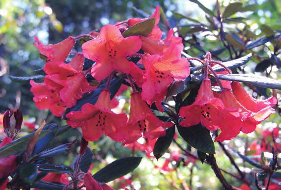 Rhododendron 'Medusa' i "Skattkammeret", Arboretet på Milde (G-1985.123, foto: Terhi Pousi 08.06.2012). Kristiansand-regionen antakelig på grunn av gjennomgående høyere sommertemperatur der.