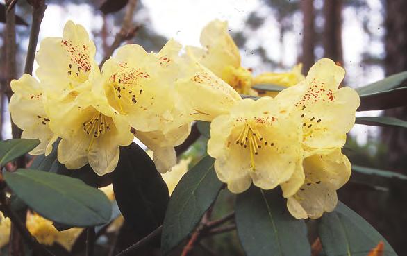 Lanata: Rhododendron lanatum i artssamlingen, Arboretet på Milde (U-1984.293, foto: Per M. Jørgensen). Rh. lanatum Hook. fil.
