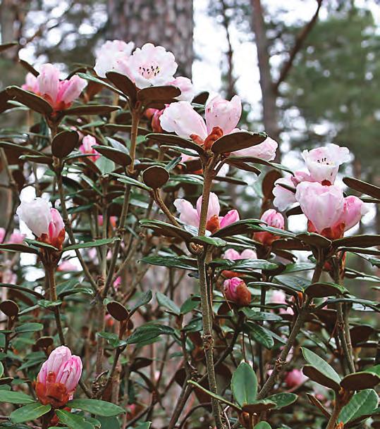 Den har rykte på seg å være vrien i kultur pga. sitt krav til torvjord og god drenering, men på Milde blomstret den rikelig i flere år, men har skrantet i senere tid (kanskje på grunn av alderen). Rh.