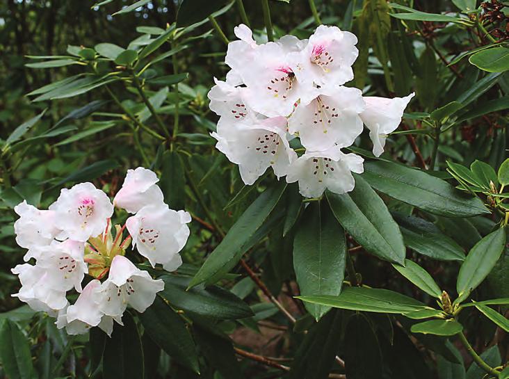 India, og er en lav, ofte tueformet busk med usedvanlig vakkert småbladet bladverk med tykk oransjefarget filt under. Blomstene er klokkeformete og epleblomstfargete hvite og rosa.