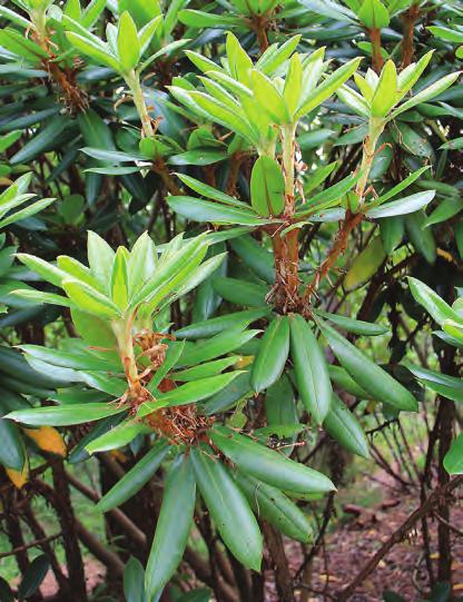 Maculifera: Hårete nye skudd hos Rhododendron longesquamatum i artssamlingen, Arboretet på Milde (U-1984.282, foto: Terhi Pousi 22.06.2012). Rh. longesquamatum Schneider er en karakteristisk art fra Sichuan der den forekommer på 2500-3500 m høyde.