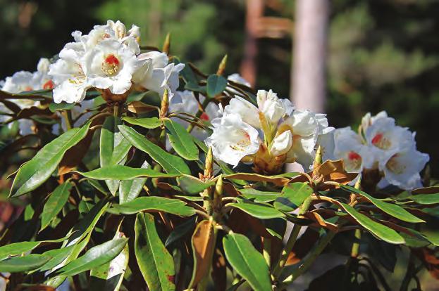 Rhododendron morii pachysanthum i Gjørvikshaugen, Arboretet på Milde (U- 1997.827, foto: Terhi Pousi 27.04.2011). ser ut til å være mindre hardfør enn de andre.