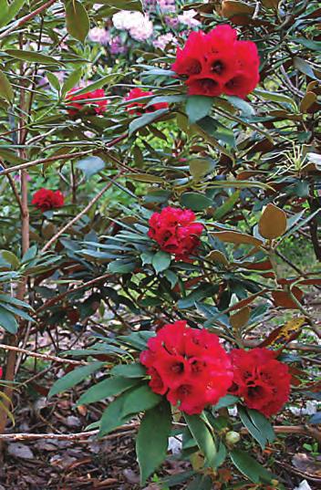 Vi har foreløpig ikke sett våre planter i blomst, men de hører til den formen som ble innført til Storbritannia som RV 71009 og regnes som den vakreste med rosa blomster med ganeflekk.