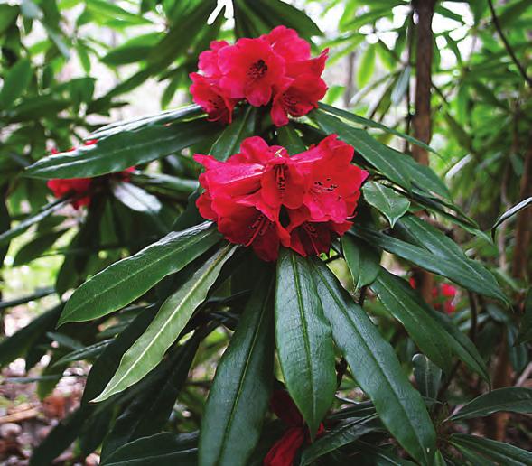 Maculifera: Rhododendron strigillosum i artssamlingen, Arboretet på Milde (W-1999.207, C&H 7047, foto: Terhi Pousi 19.04.2009).