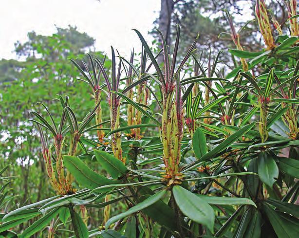 Maculifera: Nye, hårete skudd bryter hos Rhododendron strigillosum i artssamlingen, Arboretet på Milde (W- 1999.