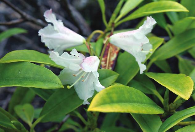 Maculifera: Rhododendron ziyuanense i fotografens hage i Ålesund (AC 5211, foto: Ole Jonny Larsen 10.06.2012). Rh. ziyuanense Fang er en nylig innført art fra den sydlige Guangxi-provinsen som sies å være nærbeslektet med Rh.