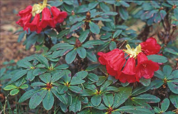 Neriiflora: Rhododendron aperantum 'Red' i artssamlingen, Arboretet på Milde (G-1996.214, foto: Terhi Pousi 29.04.2004). Rh. aperantum Balf. fil. & Kingdon-Ward er en lett gjenkjennelig art pga.