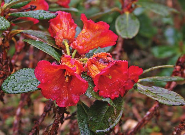 Neriiflora: Rhododendron citriniflorum i artssamlingen, Arboretet på Milde (Z-1998.144, R 108, foto: Terhi Pousi 25.05.2010). Rh. citriniflorum Balf. fil.