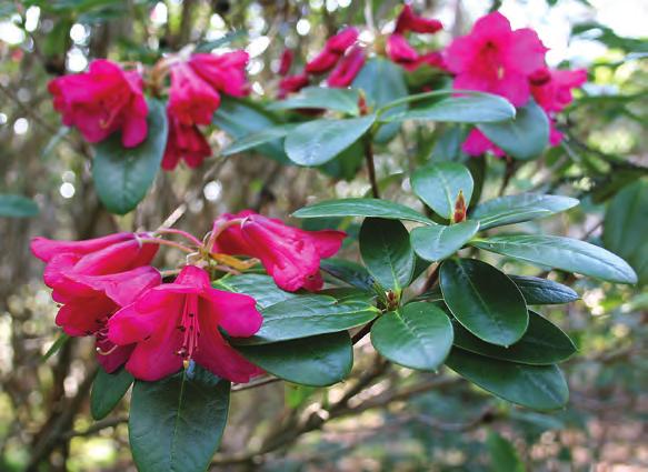 Neriiflora: Rhododendron eudoxum i artssamlingen, Arboretet på Milde (G-87.158, foto: Terhi Pousi 22.04.2009). Rh. forrestii Diels er den laveste av artene, spesielt den formen som nå kalles var.