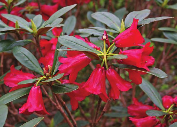 Neriiflora: Rhododendron haematodes i artssamlingen, Arboretet på Milde (Z- 1999.189, BU 290, foto: Terhi Pousi 15.05.2008). Rh. mallotum Balf.