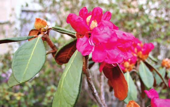 Neriiflora: Rhododendron mallotum i Muséhagen, Bergen sentrum ( foto: Gerd Jørgensen 23.03.2009). Rh. microgynum Balf. fil.