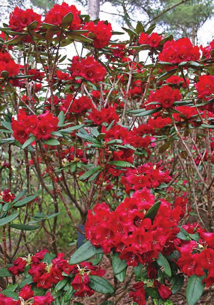 Den blomstrer villig og våre planter (muligens Forrest 14242) har mørkerøde blomster (men der finnes de med lysere, mer rosa farge). Den kommer fra grensetraktene mellom Yunnan og Tibet på ca. 4000 m.