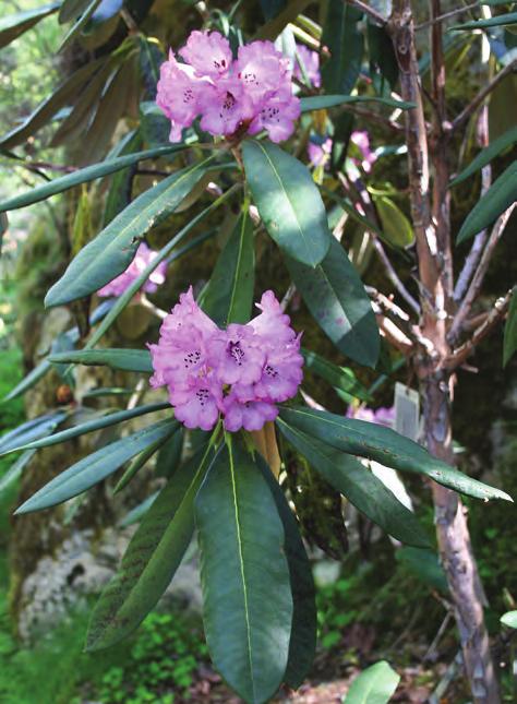 'Whidbey Island' (Rhododendron niveum rex, 2003.313) i Nydalen, Arboretet på Milde ( foto: Terhi Pousi 15.05.2009). ende. Men heller ikke denne er lett å få til.