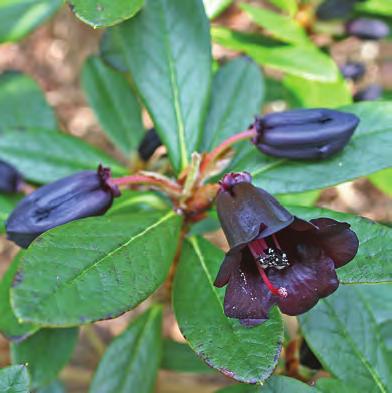 er en vidt utbredt, variabel art i området fra det sydlige Tibet til Yunnan på 3000-4500 m. Som navnet sier er blomsten normalt blodrød, men der forekommer mange varianter fra gulaktige (var.