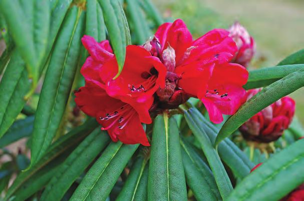 Parishia: Rhododendron elliottii i fotografens hage på Valderøya ( foto: Egil Valderhaug 12.03.2009). Subsect.