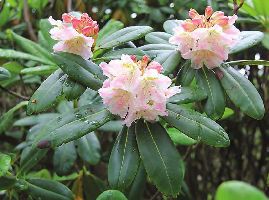 Rhododendron 'Blanzeflor' ( foto: Gerd Jørgensen 15.05.2010). Kurilene.