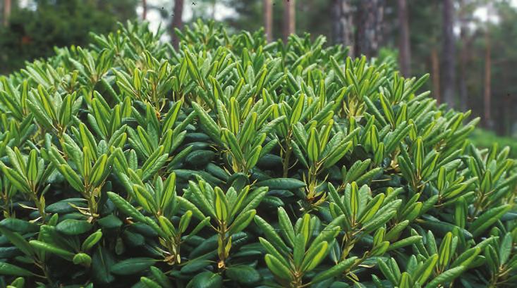 Pontica: Rhododendron brachycarpum 'Erimo' med unge skudd i artssamlingen, Arboretet på Milde (W-1977.1982, S 265, foto: Per Magnus Jørgensen).