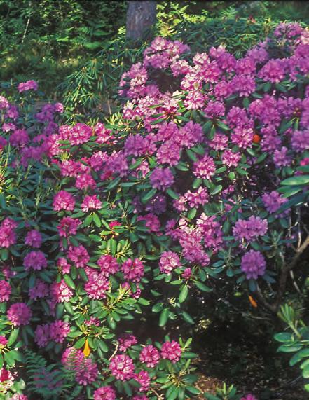 Pontica: Rhododendron catawbiense i artssamlingen, Arboretet på Milde (W- 1975.2232, Lars Rudén 185, foto: Terhi Pousi 05.06.2002). m. Navnet har den fått etter en lokal indianerstamme.