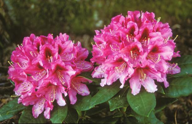 Rhododendron 'Chevalier Felix de Sauvage' i Nydalen, Arboretet på Milde ( foto: Per Magnus Jørgensen). Rh. degronianum Carr.