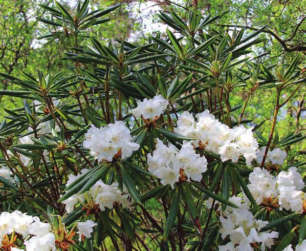 Pontica: Rhododendron hyperythrum i artssamlingen, Arboretet på Milde (G-1996.191, foto: Terhi Pousi 28.05.2012). Rh. hyperythrum Hayata er et avvikende art i underseksjonen.