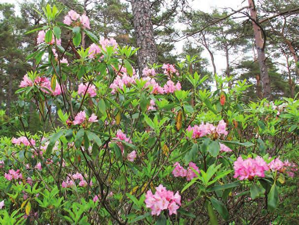 Pontica: Rhododendron macrophyllum i artssamlingen, Arboretet på Milde (W-1972.36, foto: Terhi Pousi 22.06.2012). Rh. macrophyllum G.