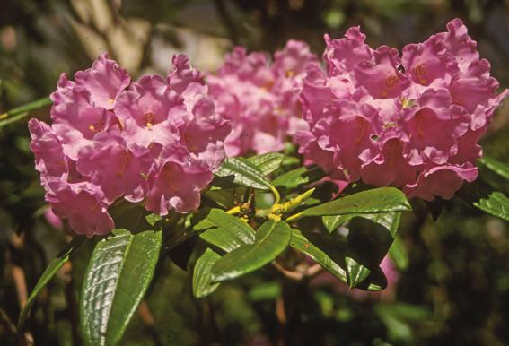 Argyrophylla: Rhododendron adenopodum i artssamlingen, Arboretet på Milde (G-1992.635, foto: Terhi Pousi 12.11.2012). Rh. argyrophyllum Franch.