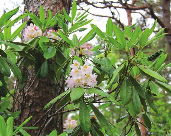 Rhododendron 'Jens Jörgen Sörensen' i Nydalen, Arboretet på Milde (G-2003.234, foto: Terhi Pousi 20.05.2003). motvirke med å gi den dolomittstøv.