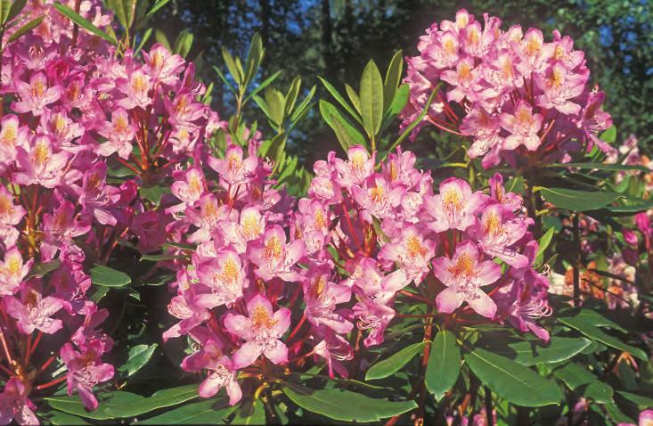 Rhododendron ponticum 'Roseum' i Nydalen, Arboretet på Milde (G-1972.1400, foto: Terhi Pousi 12.06.2002). mum og Rh. catawbiense. Arten synes å være en tertiær relikt i Europa som pga.